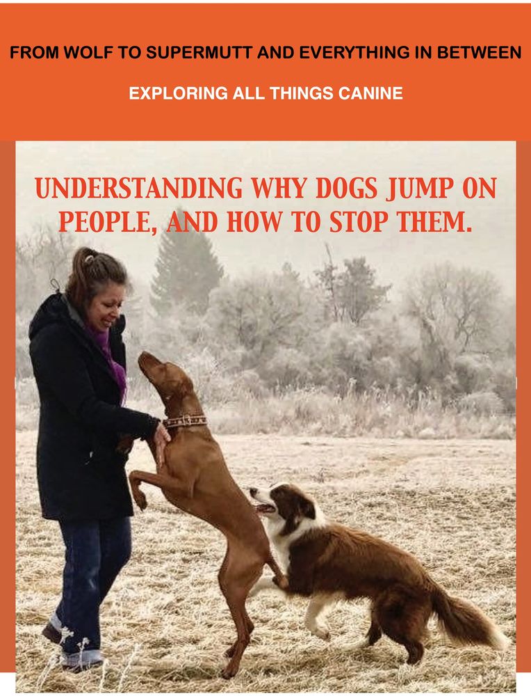 Understanding why dogs jump up on people and how to stop them. Erika